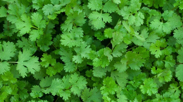 Лист кориандра 