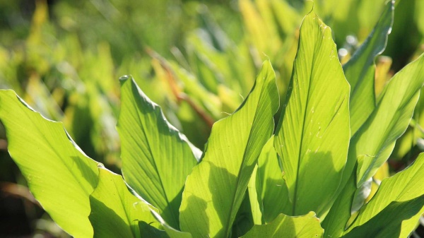 Кайенский перец