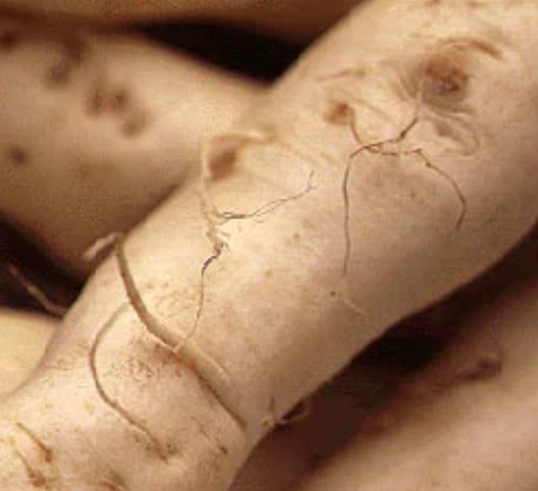 Семь вещей, которые нужно сделать с дайконом